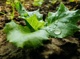 Climate in Ireland